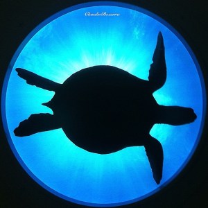 turtle