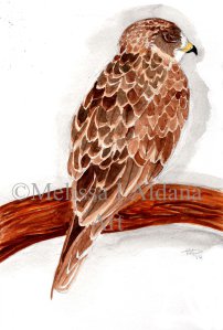 Original Watercolor Hawk1